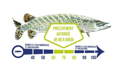 Nouveauté 2021 : la fenêtre de capture 60-80 sur le brochet en Tarn-et-Garonne