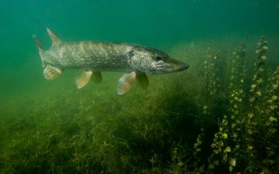 Samedi 24 avril, c’est l’ouverture de la pêche des carnassiers !