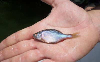 Pêche d&rsquo;inventaire Natura 2000 sur la rivière Aveyron – juillet 2021
