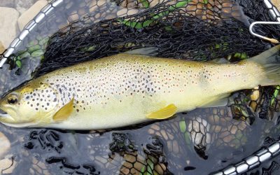 Dernier weekend truite en 1ère catégorie
