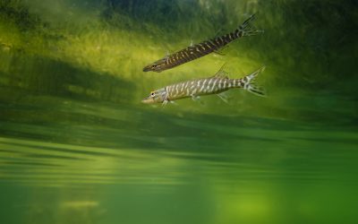 Quelles techniques de pêche pendant la fermeture des carnassiers ?