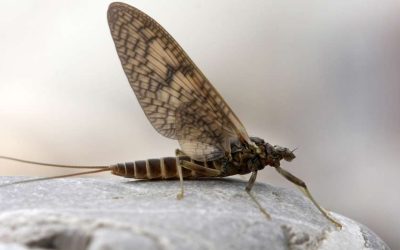 Nouvelle animation : petit scientifique des milieux aquatiques
