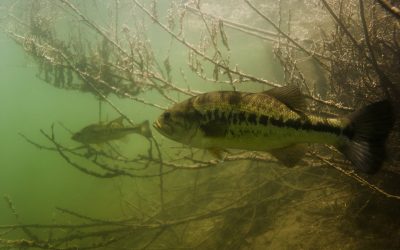 Samedi 11 juin : ouverture de la pêche du black-bass