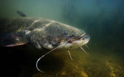 2 stages de pêche du silure les 25 et 26 août